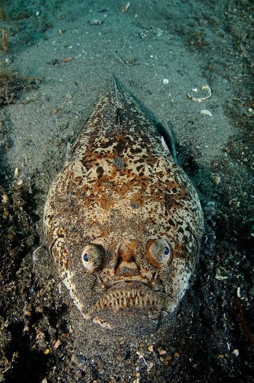 Ugly Fish 7