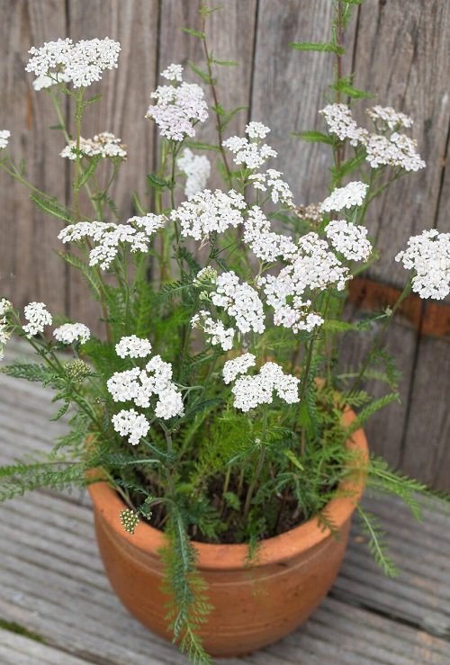 Plants with Clusters of Tiny White Flowers 13