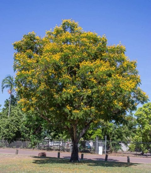 30 Beautiful Trees with Yellow Flowers | Balcony Garden Web