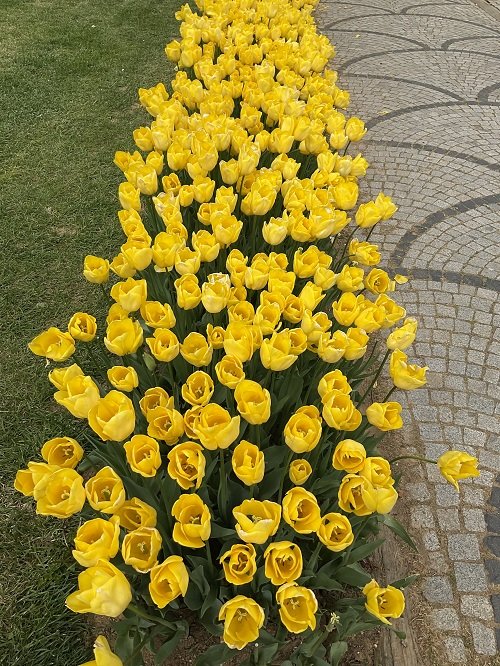 yellow tulips meaning 1