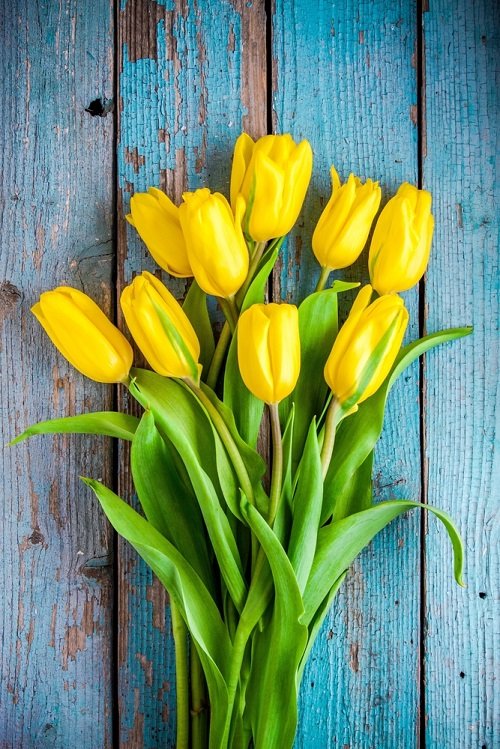 yellow tulips meaning 2