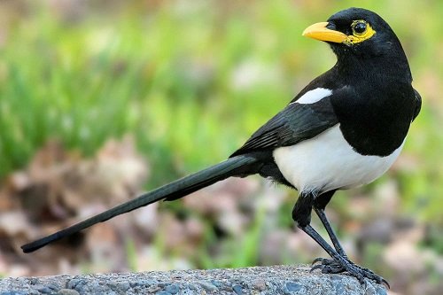 Black Birds with Yellow Beaks 15