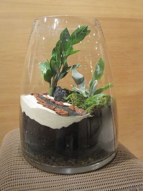 Growing ZZ Plants in glass pot 
