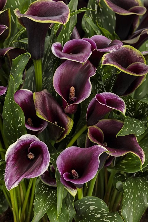 Purple Calla Lily Varieties 18