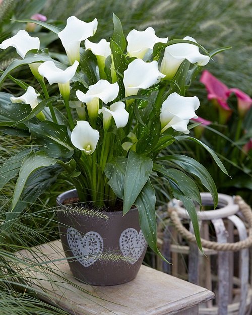 White Calla Lily Varieties 4