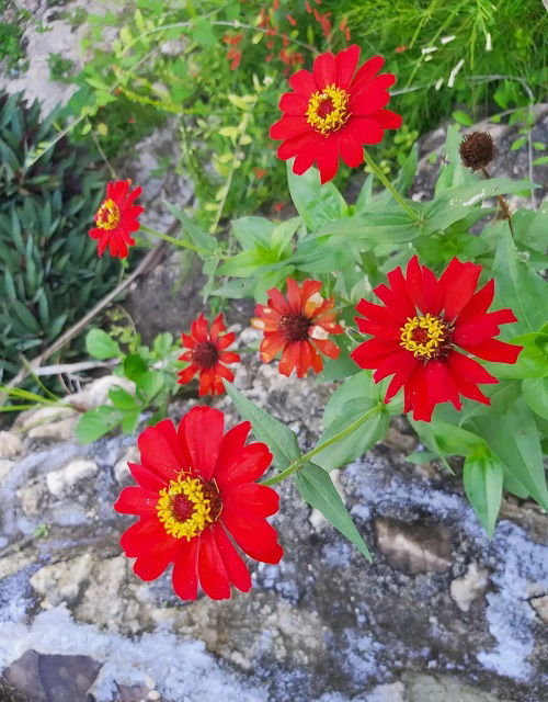 Amazing Mexican Flowers in garden 56