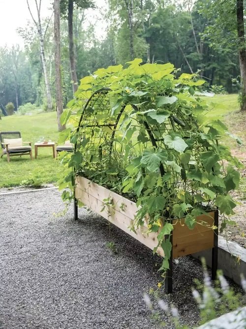 Unique Ways to Grow Cucumbers 21