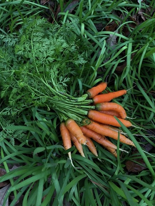 When to Plant Carrots in Georgia 3
