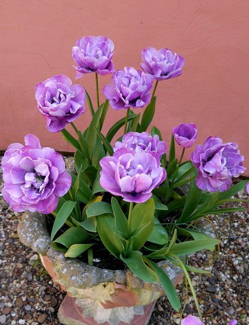 Purple Tulips Varieties 11