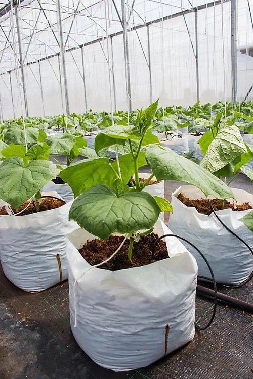 Unique Ways to Grow Cucumbers 5