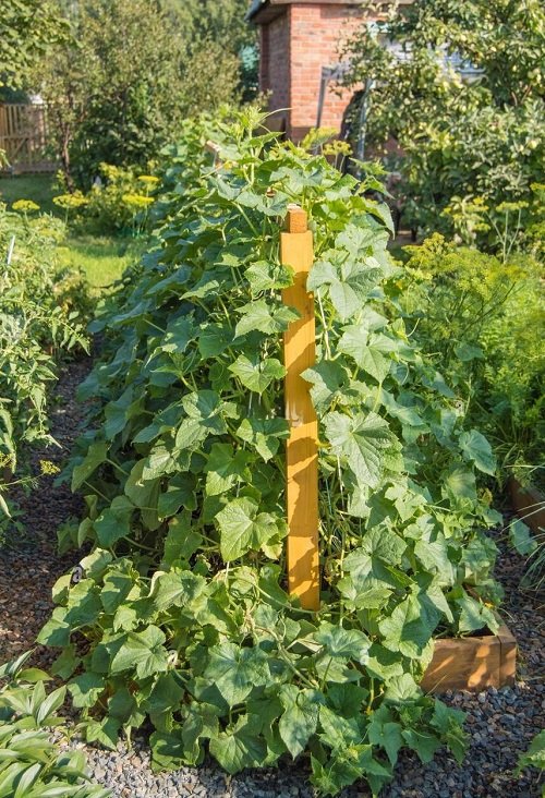 Unique Ways to Grow Cucumbers 1