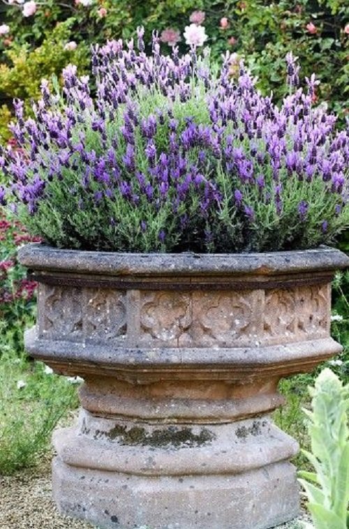 Planters with Lavender Ideas 9