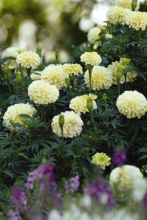 What Colors Do Marigolds Come In? Find Out! 3