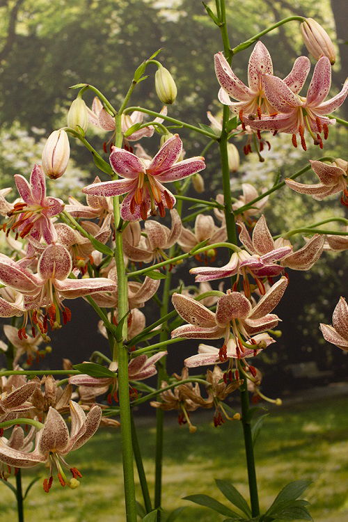 top best Different Types of Pink Lily Varieties