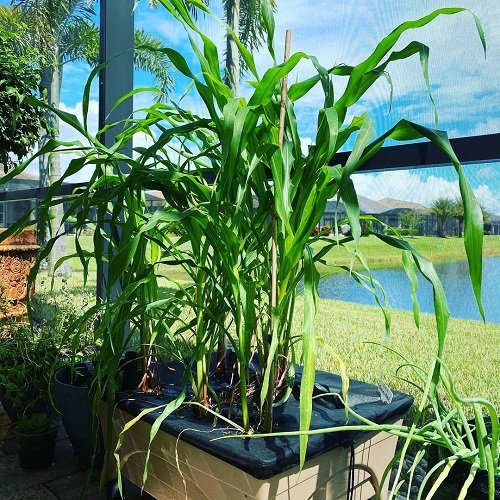 When to Plant Corn in Georgia 1