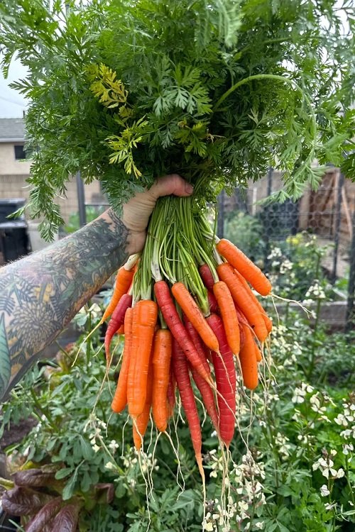 When to Plant Carrots in Georgia