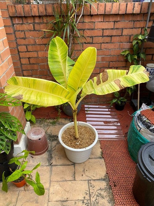 Variegated Banana Plant 7