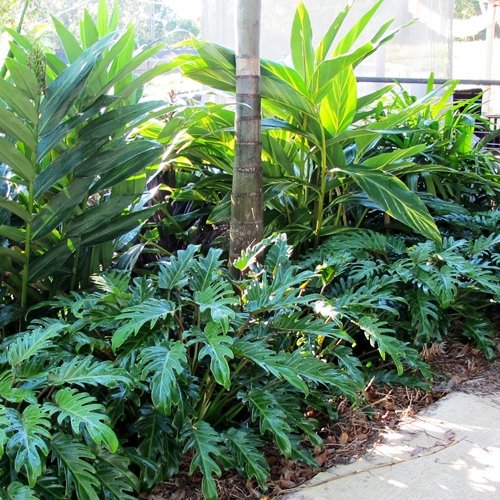 Ways to Use Philodendron 13