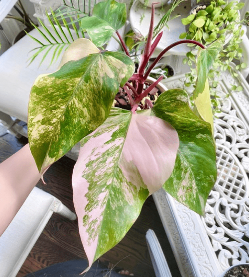 Beautiful Pink Philodendrons 5