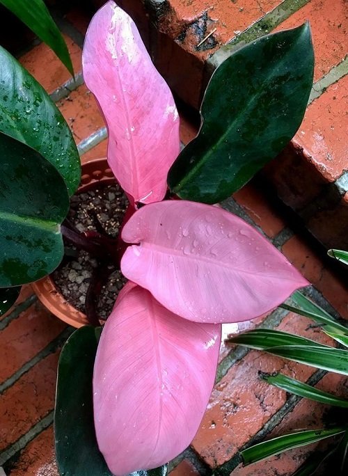 Beautiful Pink Philodendrons 3