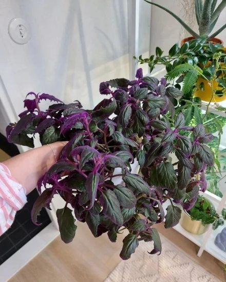 14 Stunning Black Foliage Vines and Climbers | Balcony Garden Web