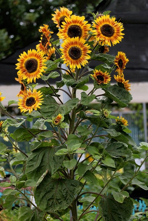 Amazing Giant Sunflower Varieties 