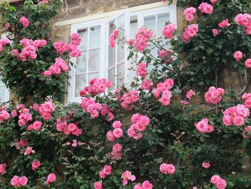 When to Plant Roses in Texas 3