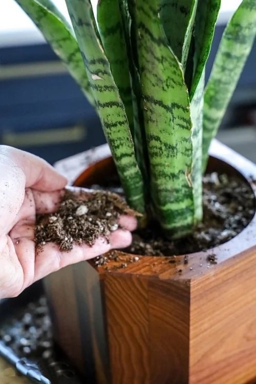 How to Force a Snake Plant to Produce Pups 4