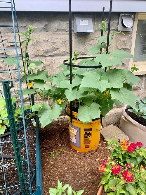 Unique Ways to Grow Cucumbers 9