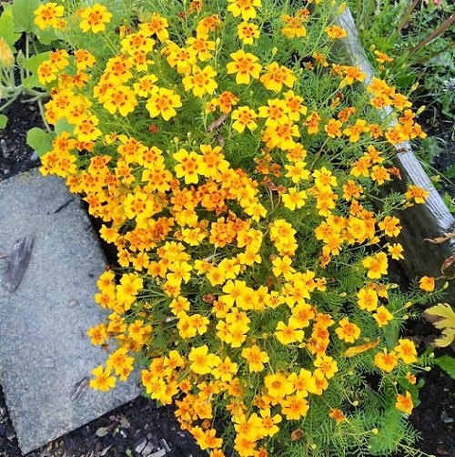 Exotic Marigold Varieties 1