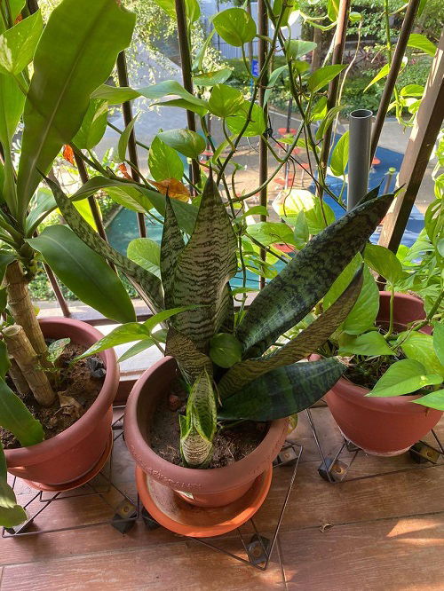 How to Force a Snake Plant to Produce Pups 2