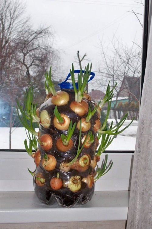 Grow Unlimited Supply of Onions in Big Plastic Bottles 1