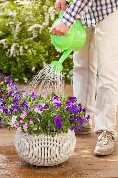 Ways to Get Rid of Fungus Gnats 1