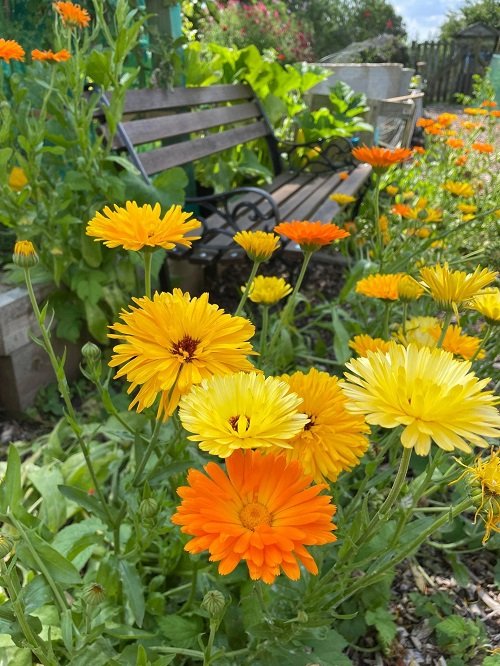 What Colors Do Marigolds Come In? Find Out! 1