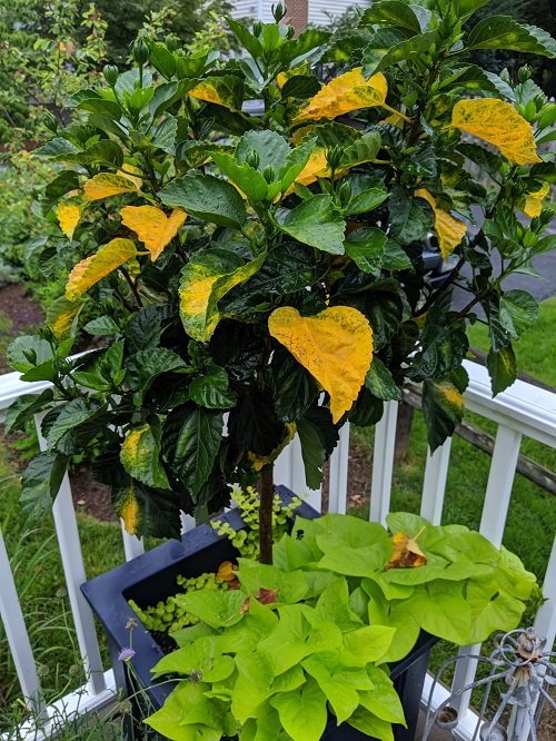 Hibiscus Leaves Turning Yellow 4