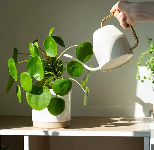 watering chinese money plant