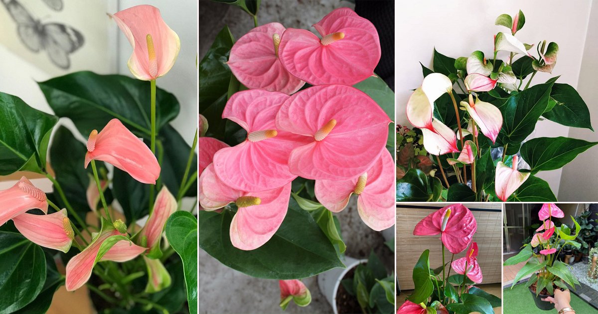 14 Beautiful Pink Anthurium Varieties | Balcony Garden Web