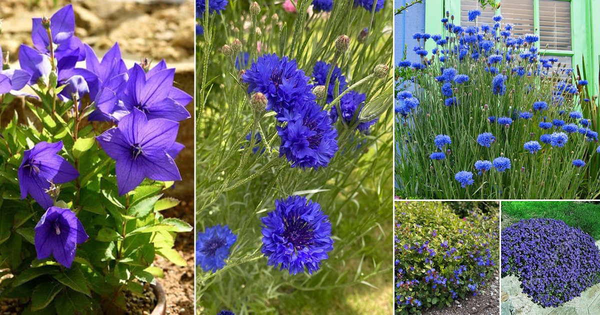 17 Navy Blue Flower Names | Balcony Garden Web