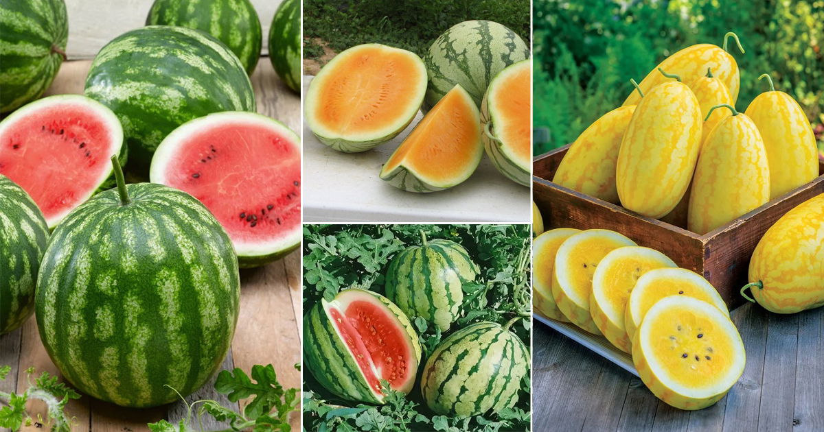 19 Sweetest Watermelon Varieties + How to Pick the Sweetest Watermelon