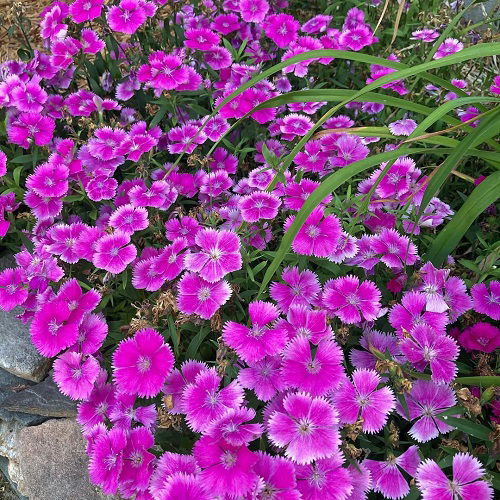 Purple Carnation 2