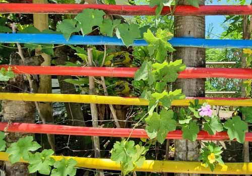 Vegetable Garden painted Bamboo Fence Ideas