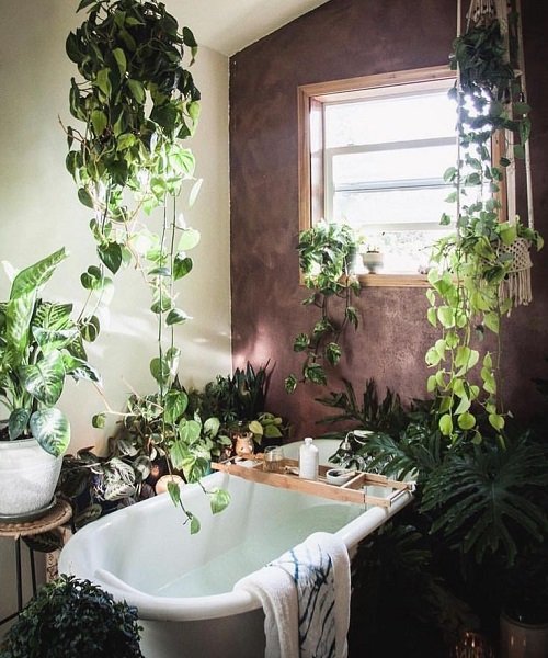 Rainforest Plants to Grow in Bathroom 12