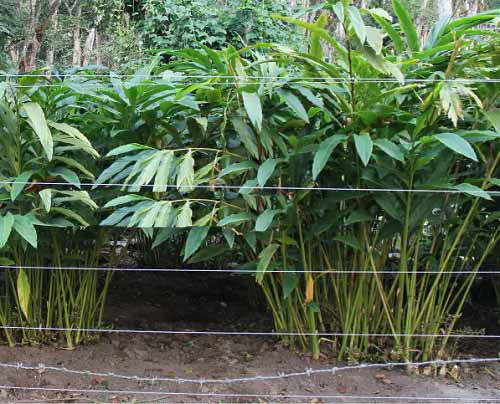 Vegetable Garden parallel Wire Fence Ideas