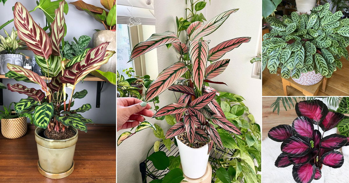 44 Best Types of Calathea Varieties