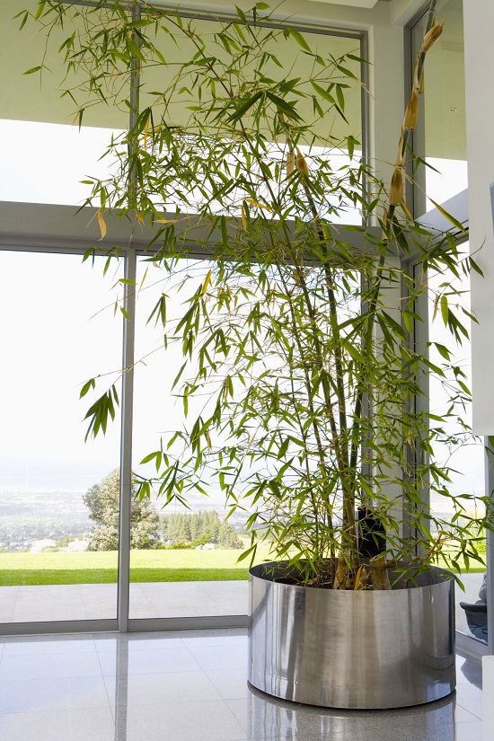 Quick-growing Indoor Plants