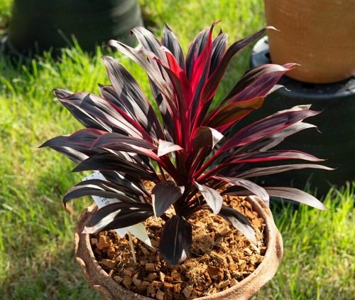 How to Enhance the Color of Cordyline Plant 2