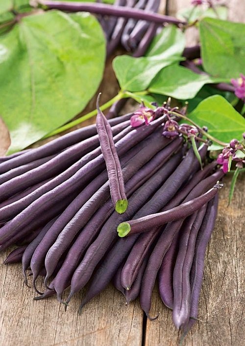 Purple Beans 4
