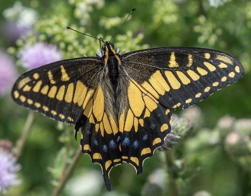 Black and Yellow Butterfly 3