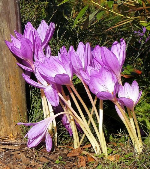 Purple Bulb Flowers 12