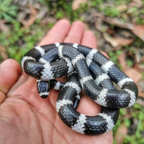 Black Snakes with White Stripes 9